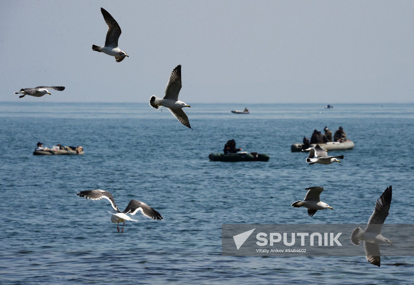 Walleye pollock fishing in Primorye