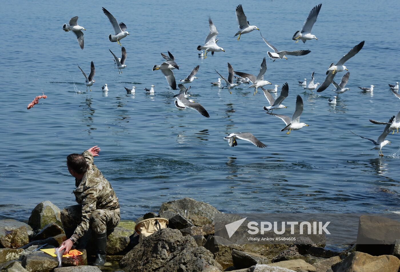 Walleye pollock fishing in Primorye