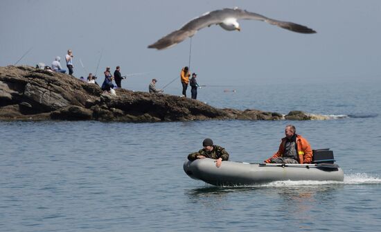 Walleye pollock fishing in Primorye