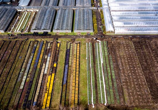 Growing flowers for planting in city public spaces