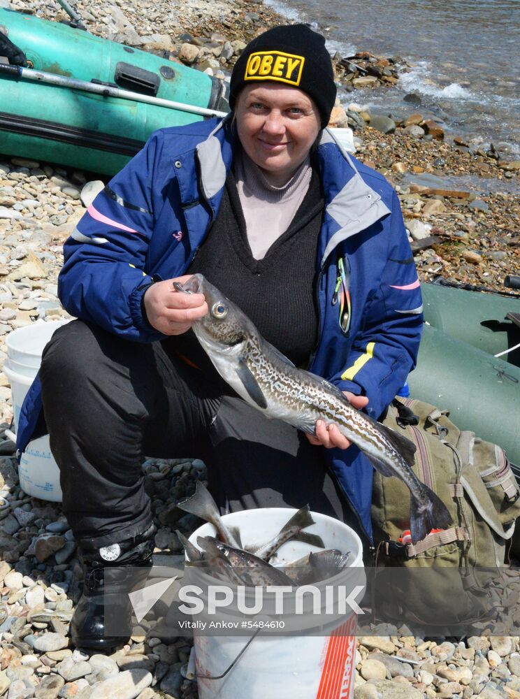 Walleye pollock fishing in Primorye