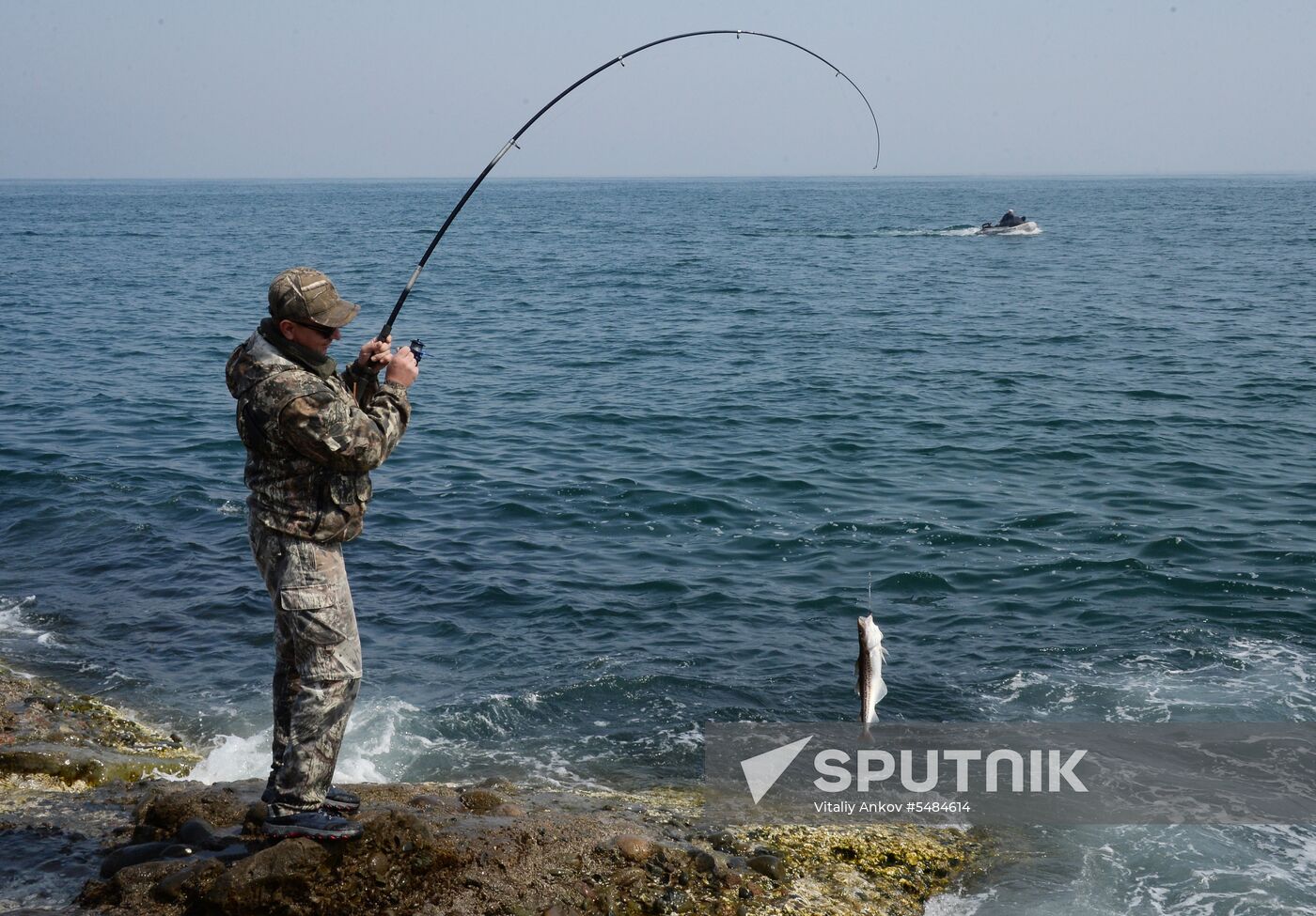 Walleye pollock fishing in Primorye