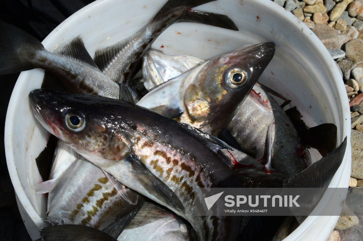 Walleye pollock fishing in Primorye