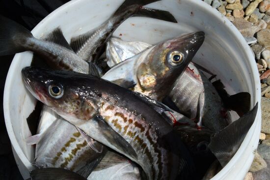 Walleye pollock fishing in Primorye