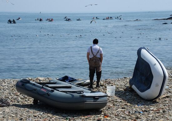 Walleye pollock fishing in Primorye