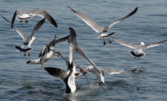 Walleye pollock fishing in Primorye