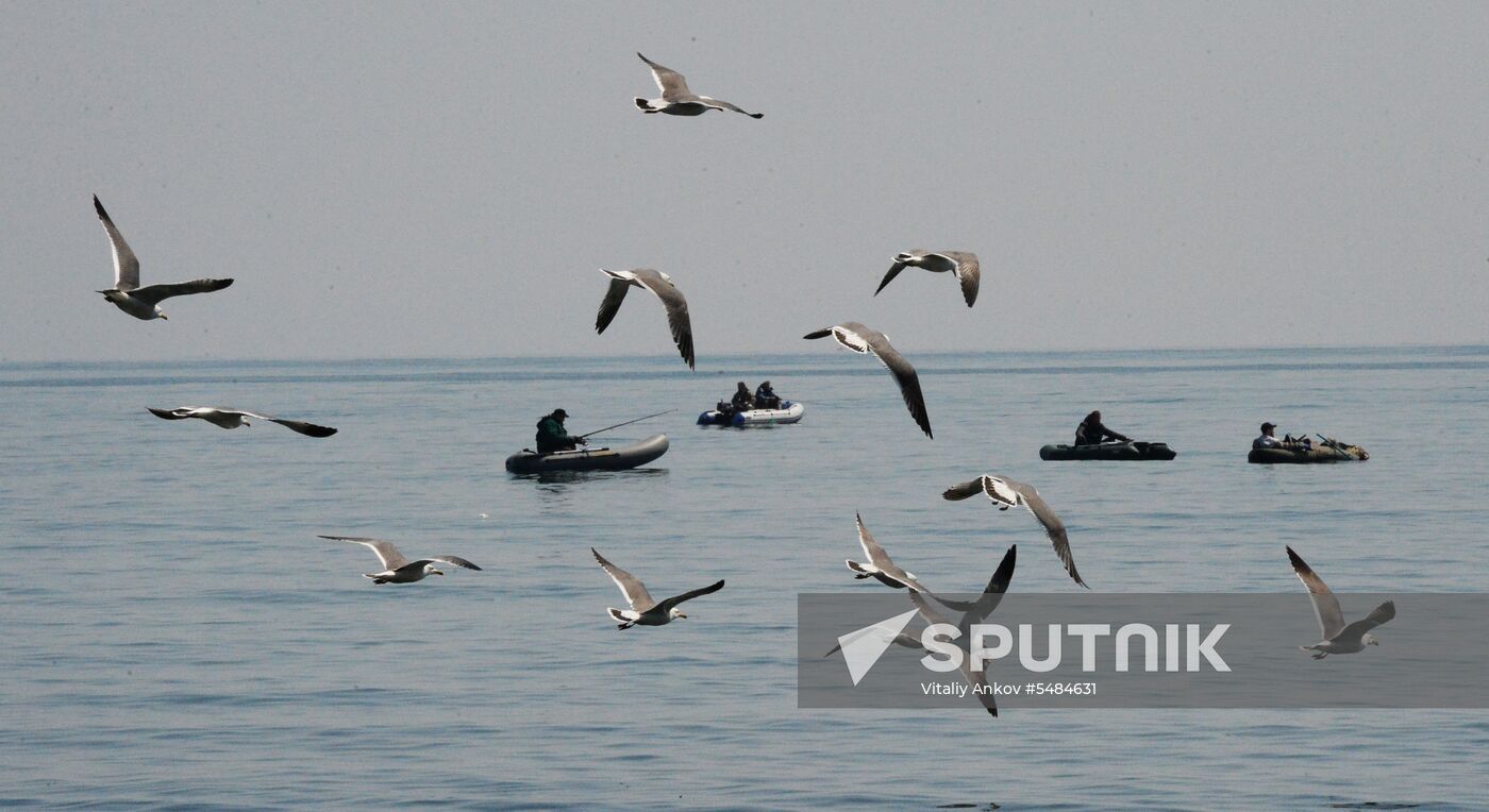 Walleye pollock fishing in Primorye