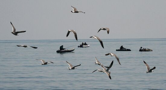 Walleye pollock fishing in Primorye