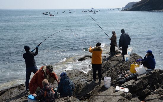 Walleye pollock fishing in Primorye