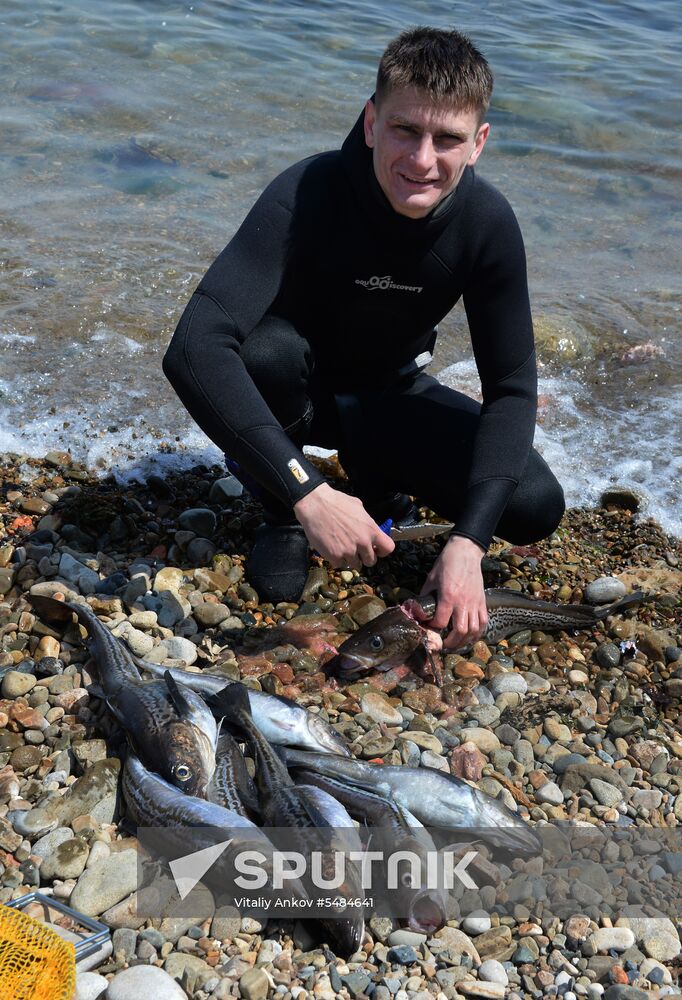 Walleye pollock fishing in Primorye