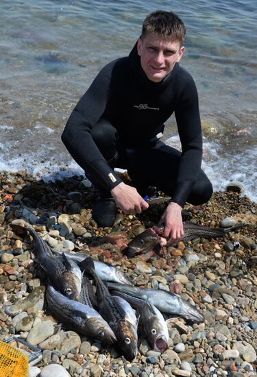 Walleye pollock fishing in Primorye