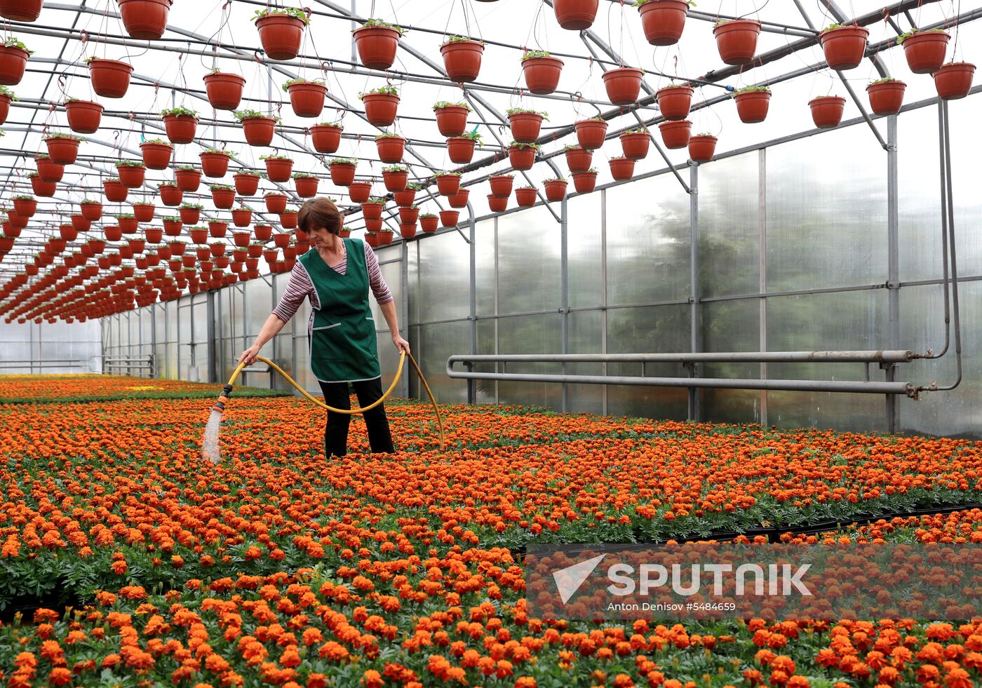 Growing flowers for planting in city public spaces