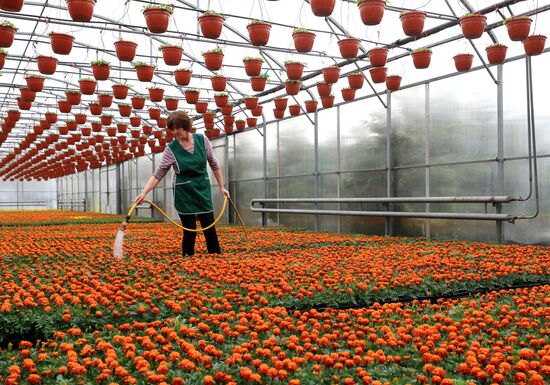 Growing flowers for planting in city public spaces