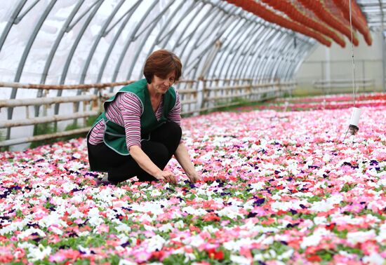 Growing flowers for planting in city public spaces