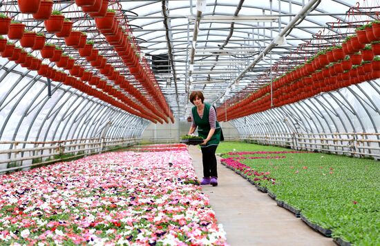 Growing flowers for planting in city public spaces