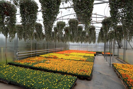 Growing flowers for planting in city public spaces
