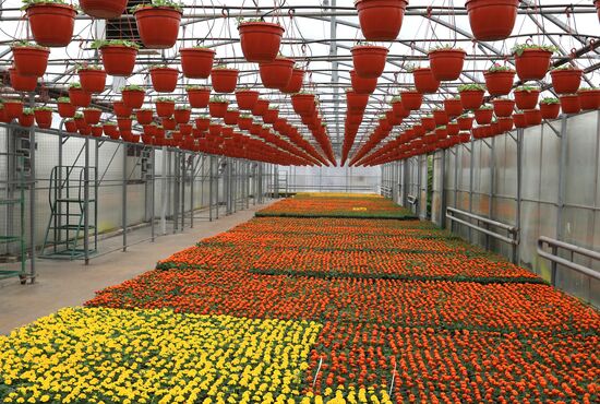 Growing flowers for planting in city public spaces