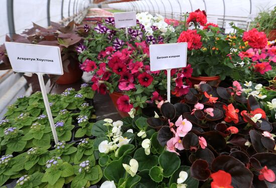 Growing flowers for planting in city public spaces