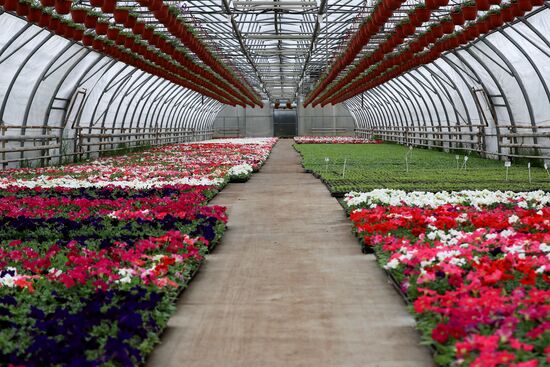 Growing flowers for planting in city public spaces