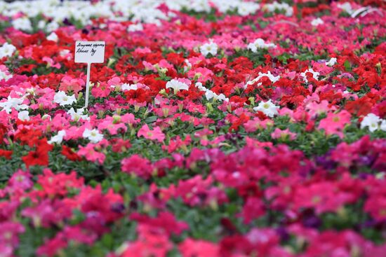 Growing flowers for planting in city public spaces