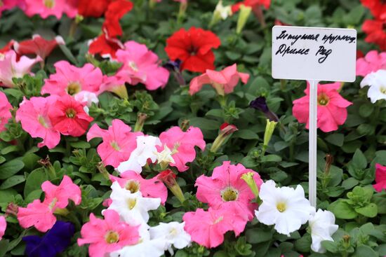 Growing flowers for planting in city public spaces