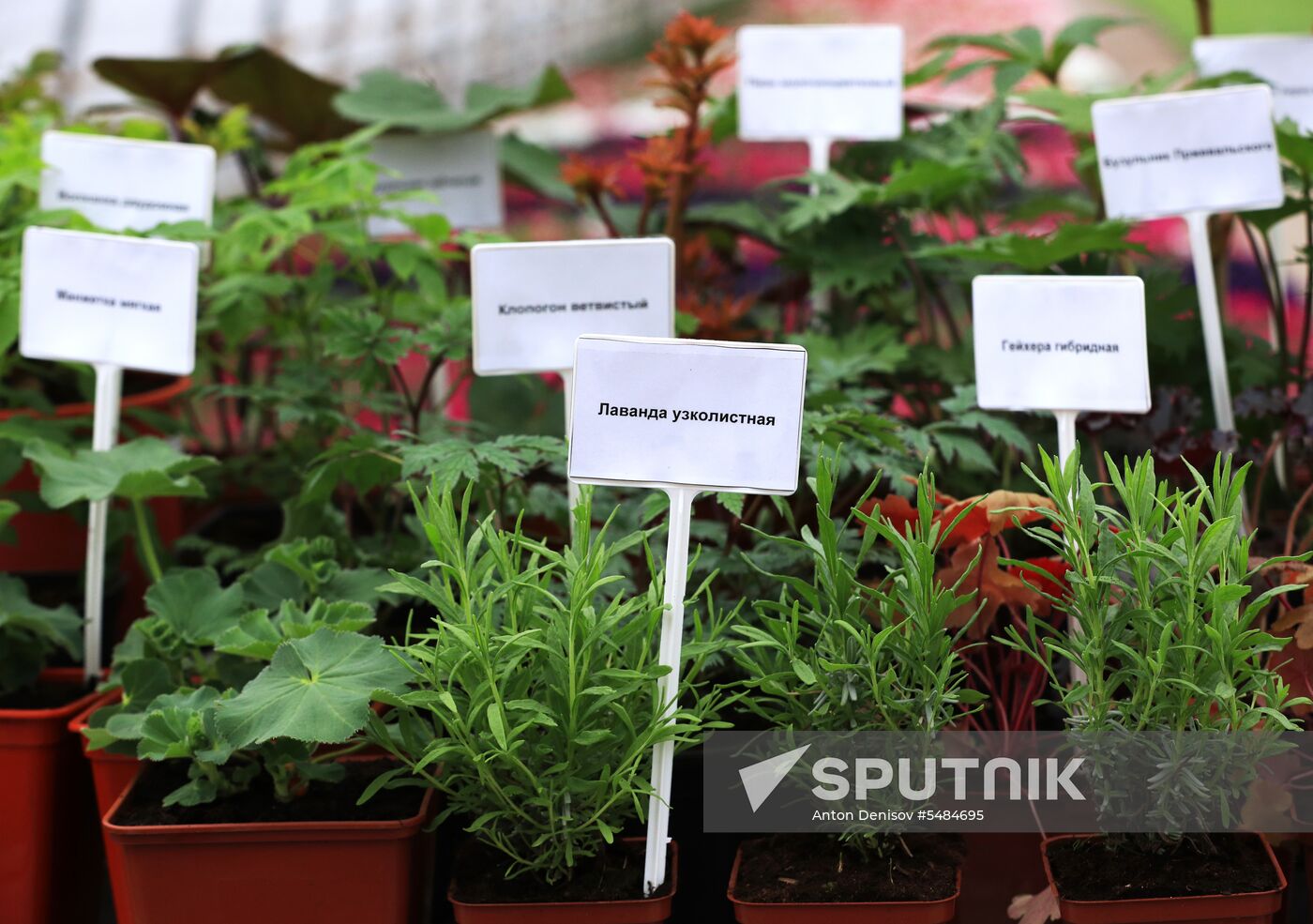 Growing flowers for planting in city public spaces