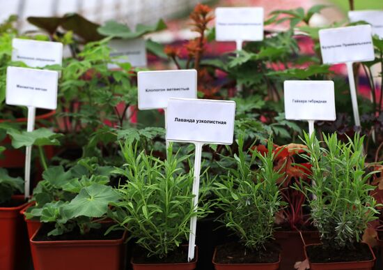 Growing flowers for planting in city public spaces