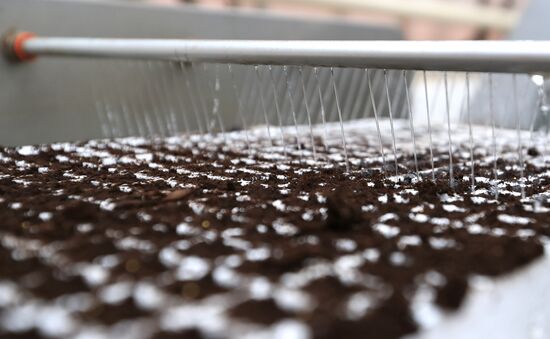 Growing flowers for planting in city public spaces