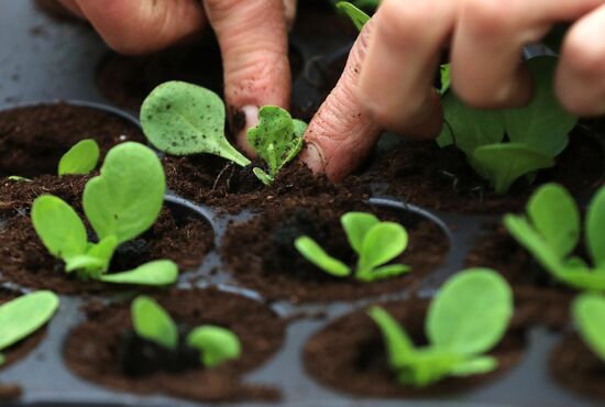 Growing flowers for planting in city public spaces