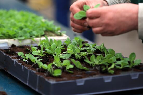 Growing flowers for planting in city public spaces