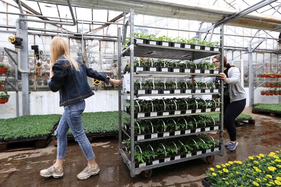 Growing flowers for planting in city public spaces
