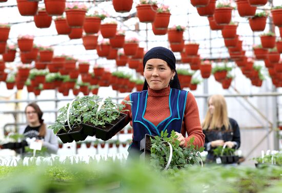 Growing flowers for planting in city public spaces
