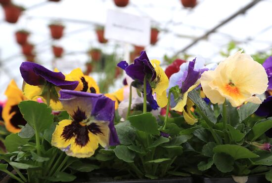 Growing flowers for planting in city public spaces