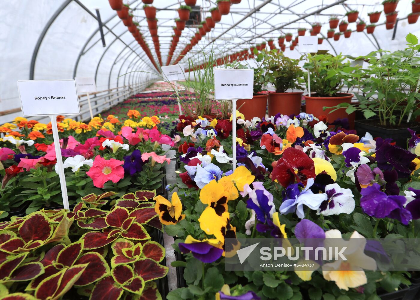 Growing flowers for planting in city public spaces