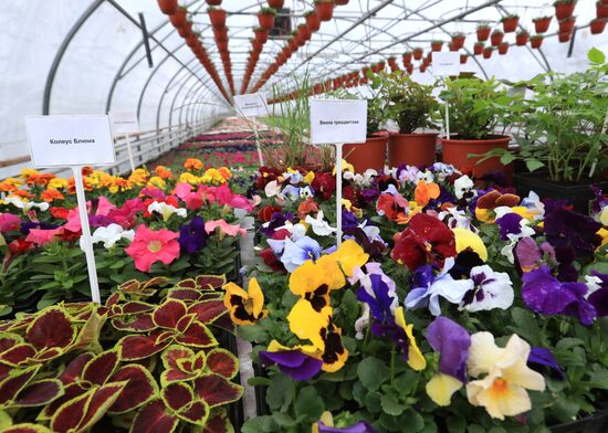 Growing flowers for planting in city public spaces