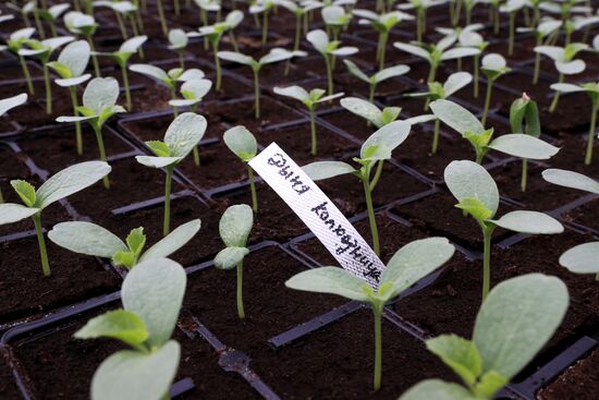 Growing flowers for planting in city public spaces
