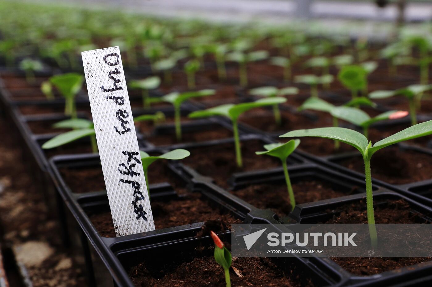 Growing flowers for planting in city public spaces