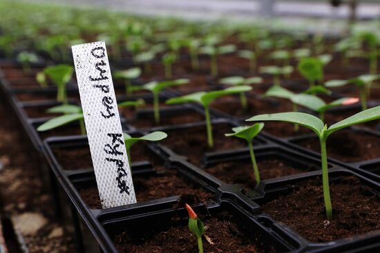 Growing flowers for planting in city public spaces