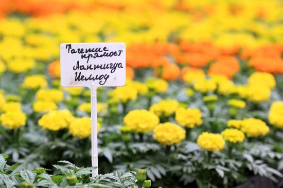 Growing flowers for planting in city public spaces