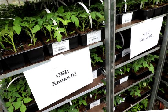 Growing flowers for planting in city public spaces