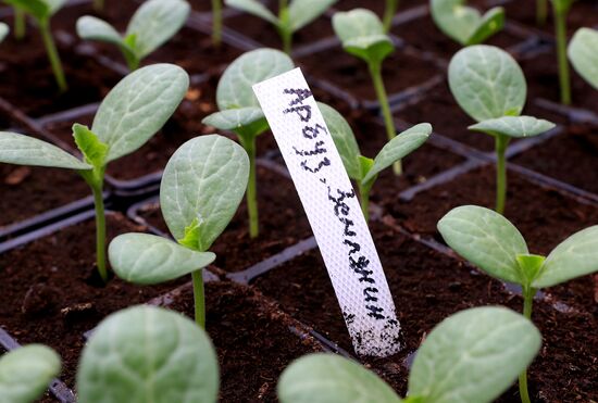 Growing flowers for planting in city public spaces