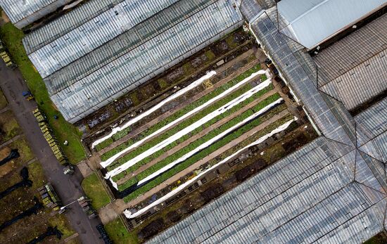 Growing flowers for planting in city public spaces