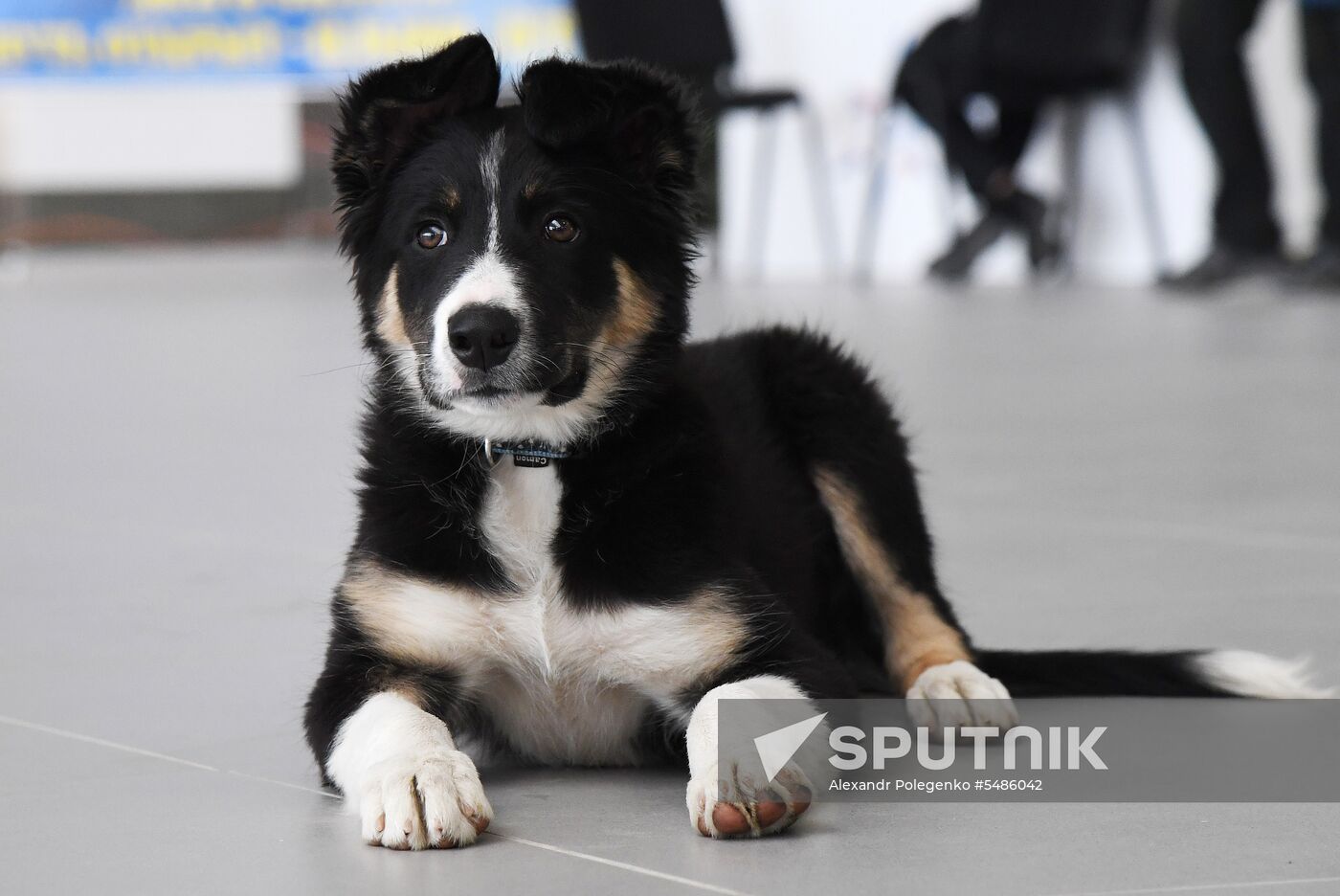 Puppy Alisa becomes mascot of Simferopol Airport's new terminal