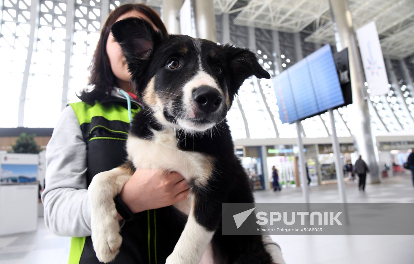 Puppy Alisa becomes mascot of Simferopol Airport's new terminal