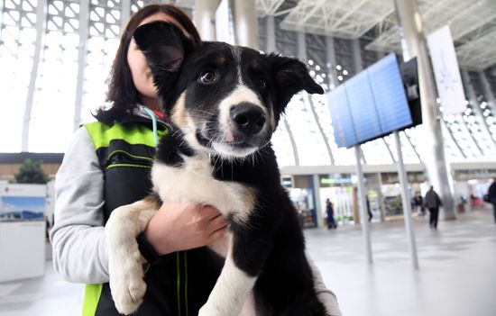 Puppy Alisa becomes mascot of Simferopol Airport's new terminal