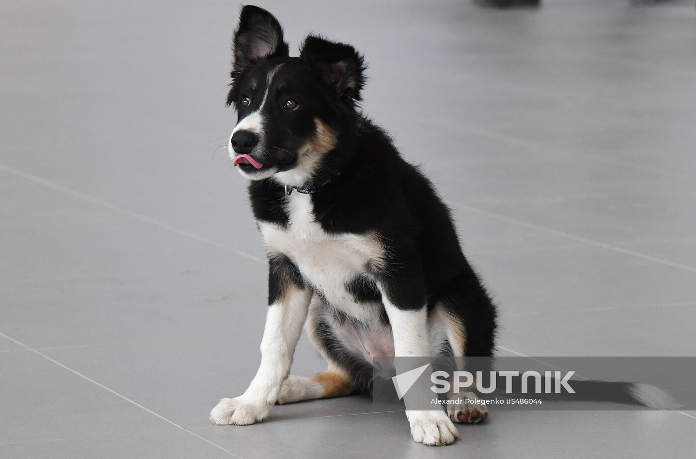 Puppy Alisa becomes mascot of Simferopol Airport's new terminal