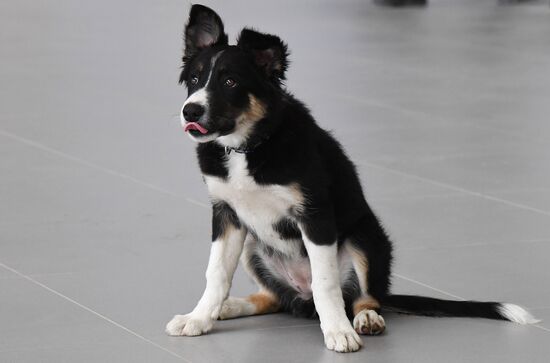 Puppy Alisa becomes mascot of Simferopol Airport's new terminal
