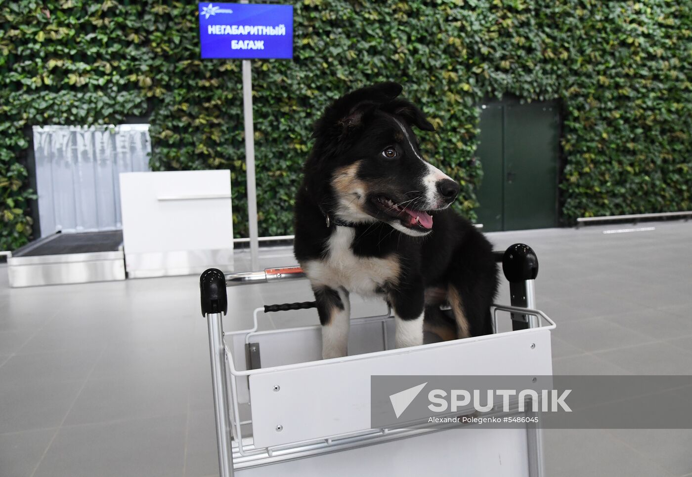 Puppy Alisa becomes mascot of Simferopol Airport's new terminal