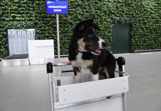 Puppy Alisa becomes mascot of Simferopol Airport's new terminal