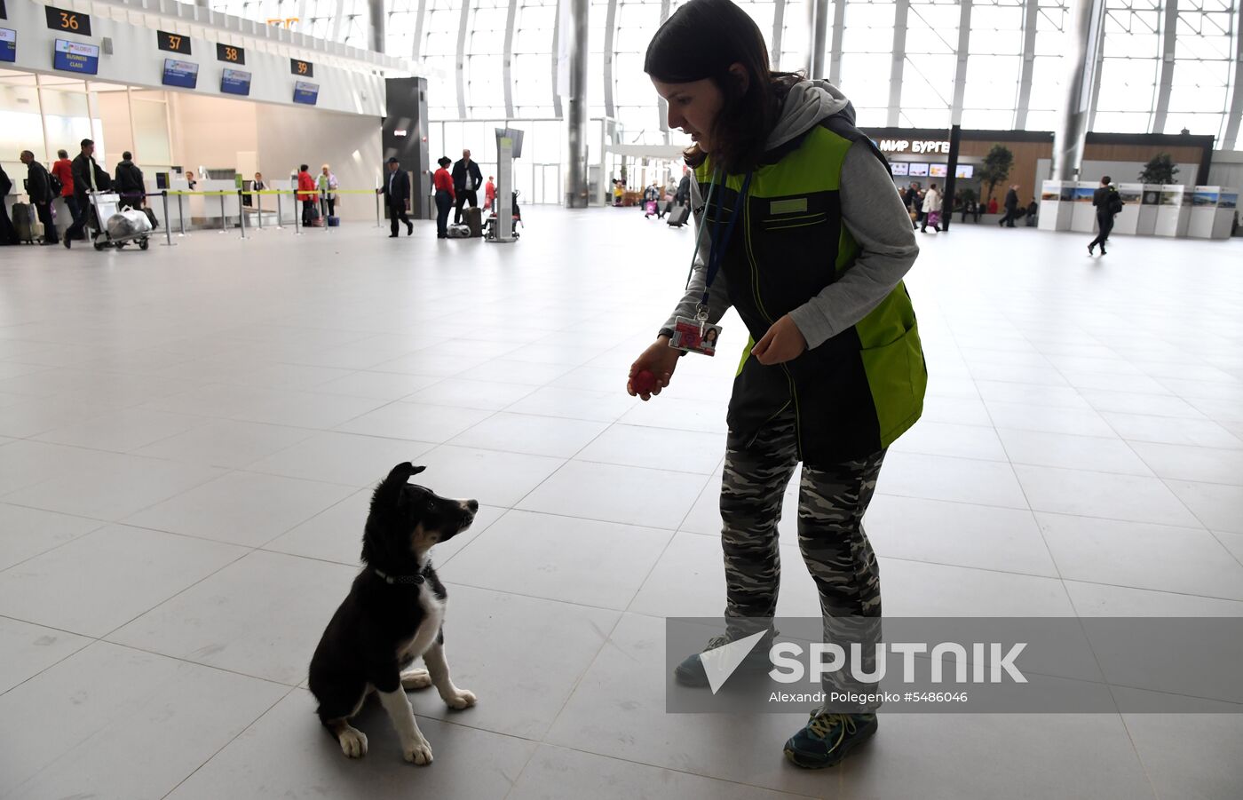 Puppy Alisa becomes mascot of Simferopol Airport's new terminal